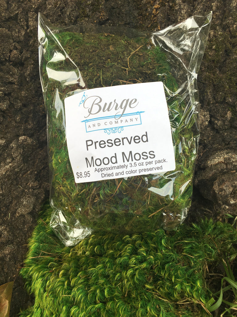 Dried moss vs Preserved moss 